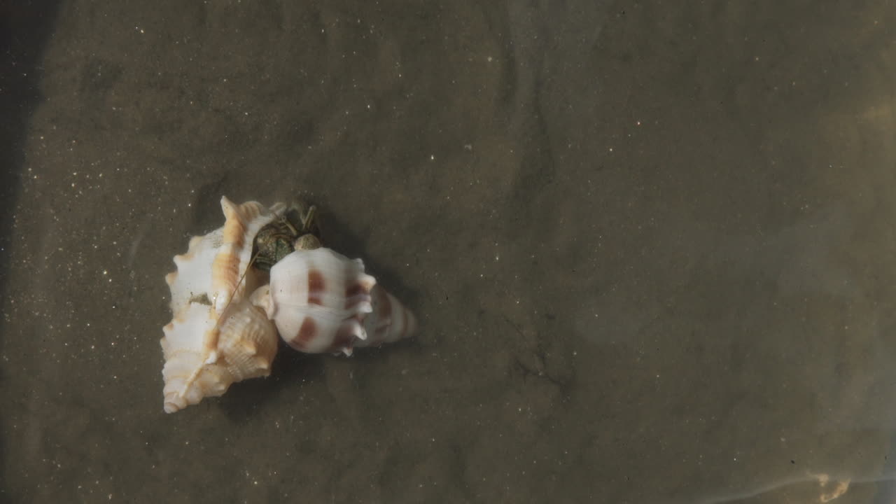 cangrejo ermitaño intercambiando caparazón, comportamiento interesante: se mueve a uno más grande