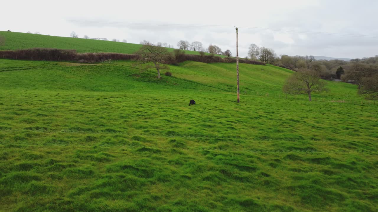 vista aérea siguiendo al joven labrador negro feliz olfateando en un campo de hierba verde