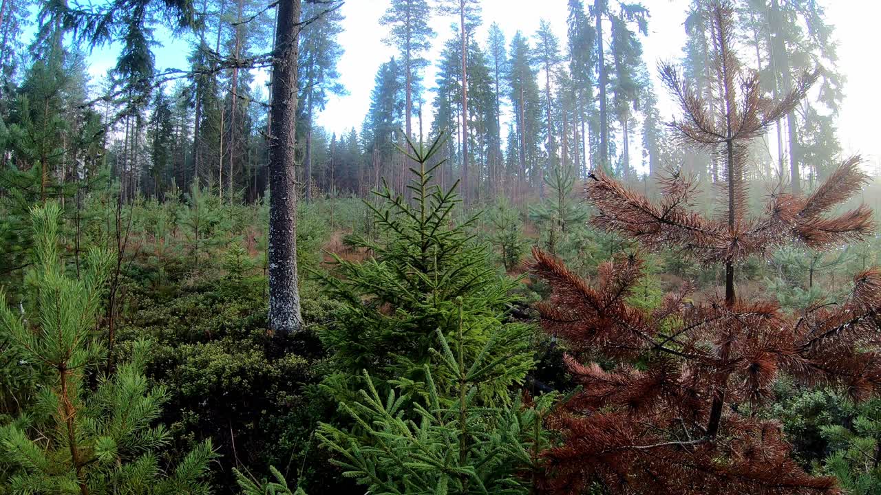 森林中生長的小松樹