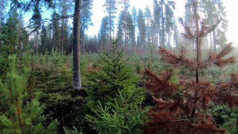 small pine trees growing in a forest