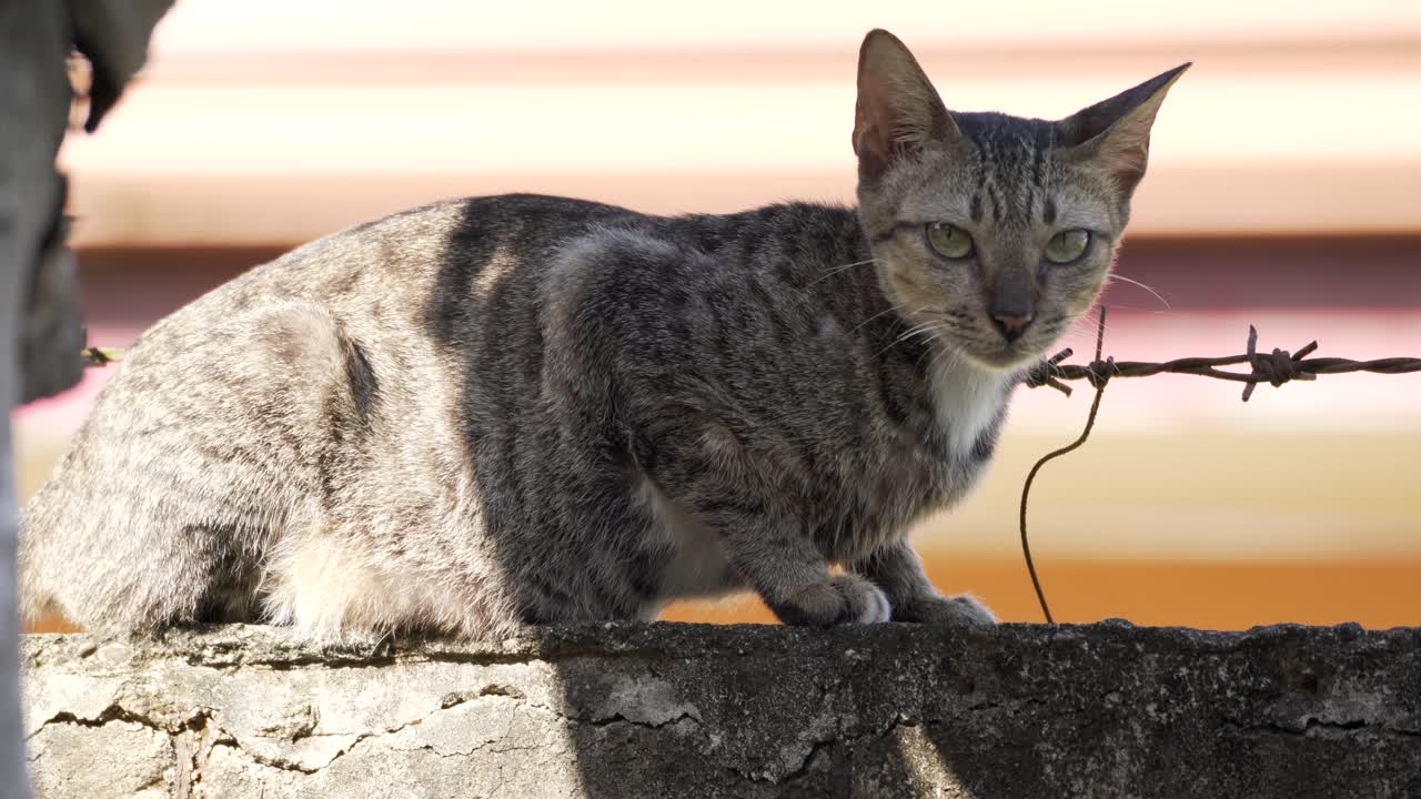 Gato mascota relajándose en una pared con valla de alambre de púas