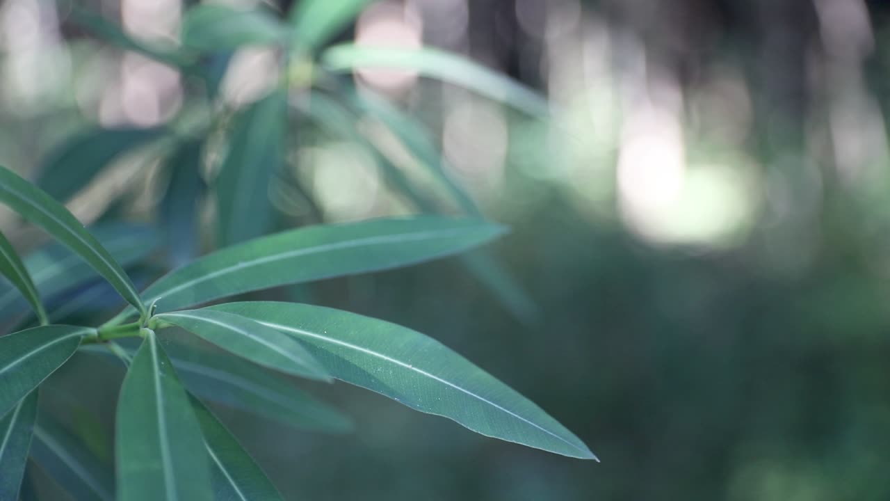 hojas balanceadas por el viento en el bosque