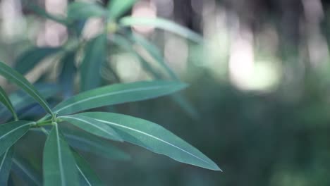leaf swaying from the wind in the forest