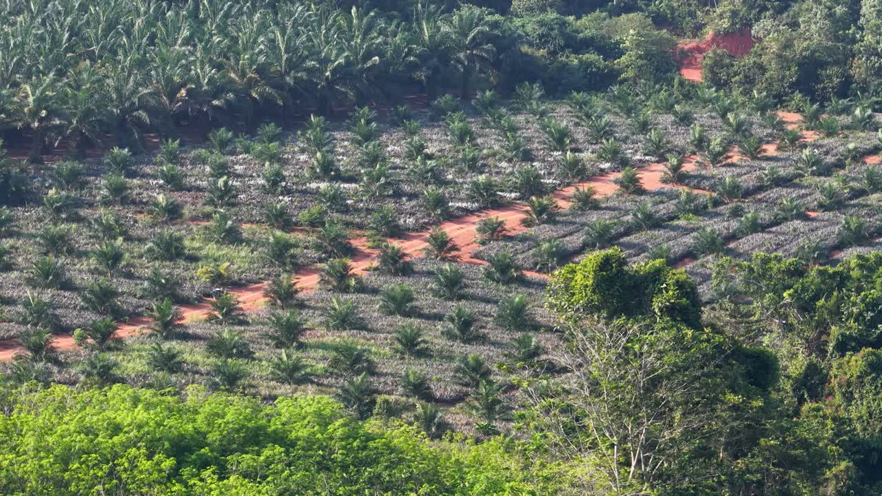 Aerial drone shot pans across a vast palm oil plantation with rows of young trees