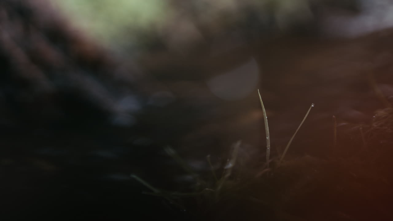 hermosa escena de la naturaleza borrosa