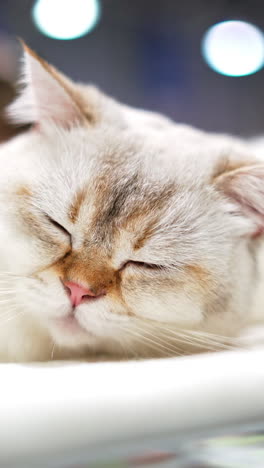 scottish fold cat sleeping on sofa vertical video