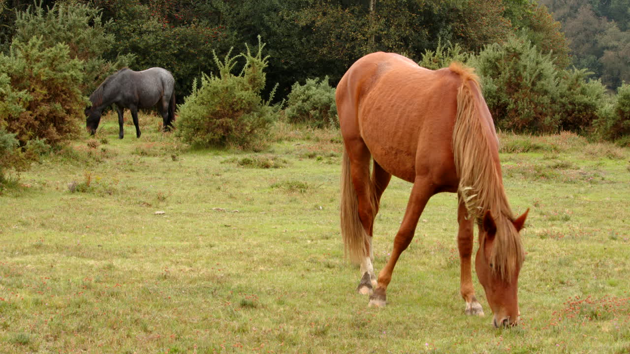 amplia fotografía de dos nuevos ponies forestales pastando en matorrales abiertos en el nuevo bosque