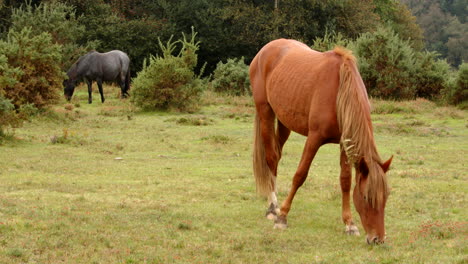 wide shot of two new forest ponies grazing in open scrubland in the new forest