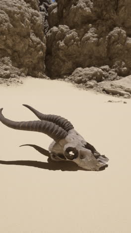 animal skull in the desert