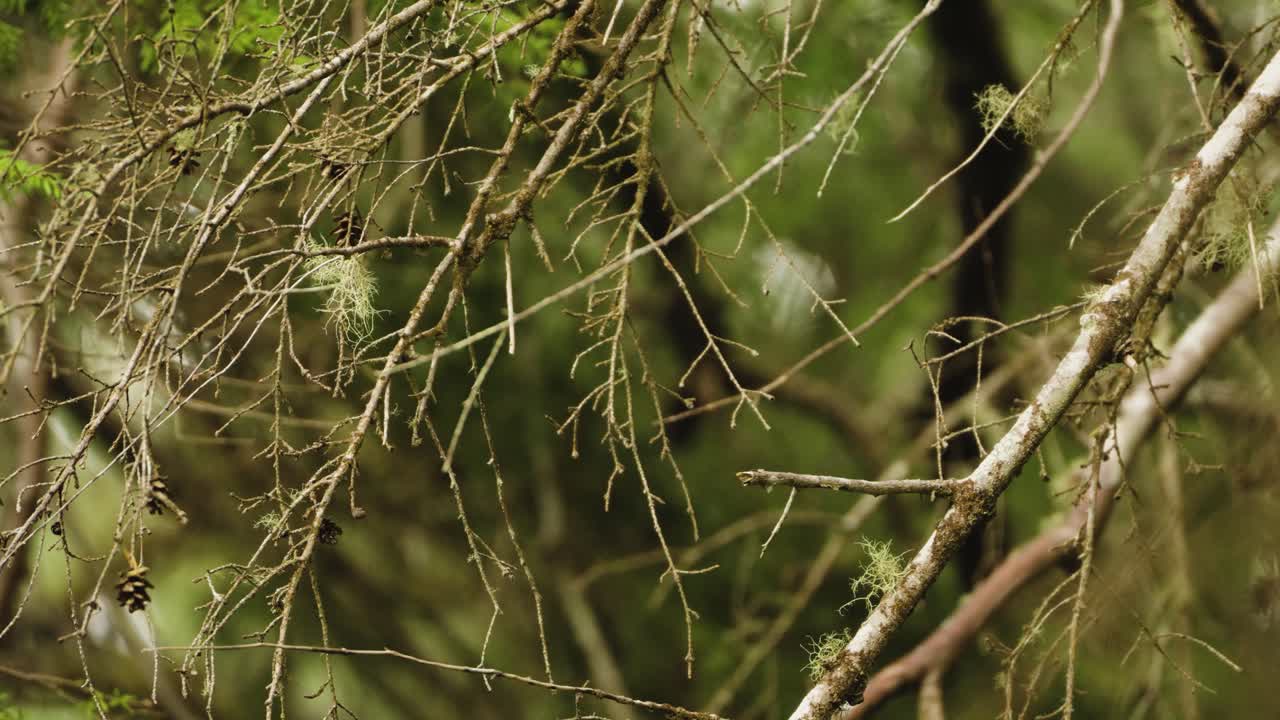 las ramas estériles de los pinos soplan en el viento, habiendo arrojado sus agujas de pino verdes a finales del otoño