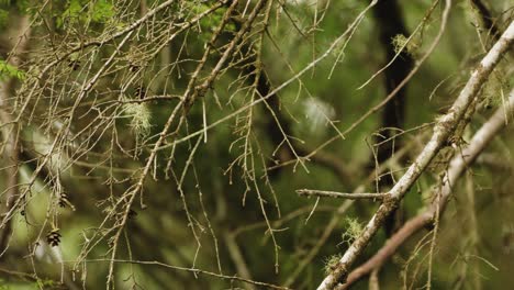 barren pine tree branches blow in the wind, having shed their green pine needles in the late fall