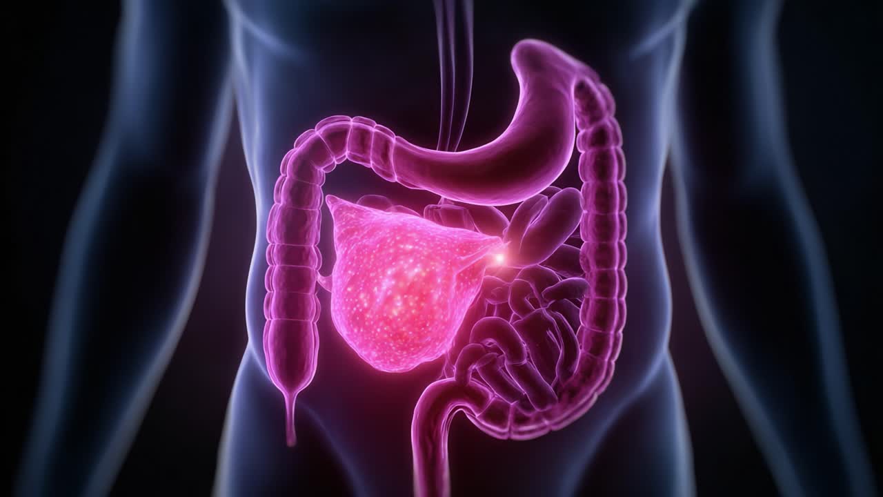 Detailed Visualization of the Human Digestive System and Organs, Illustrating the Stomach, Intestines, and Bladder in 3D for Educational Purposes
