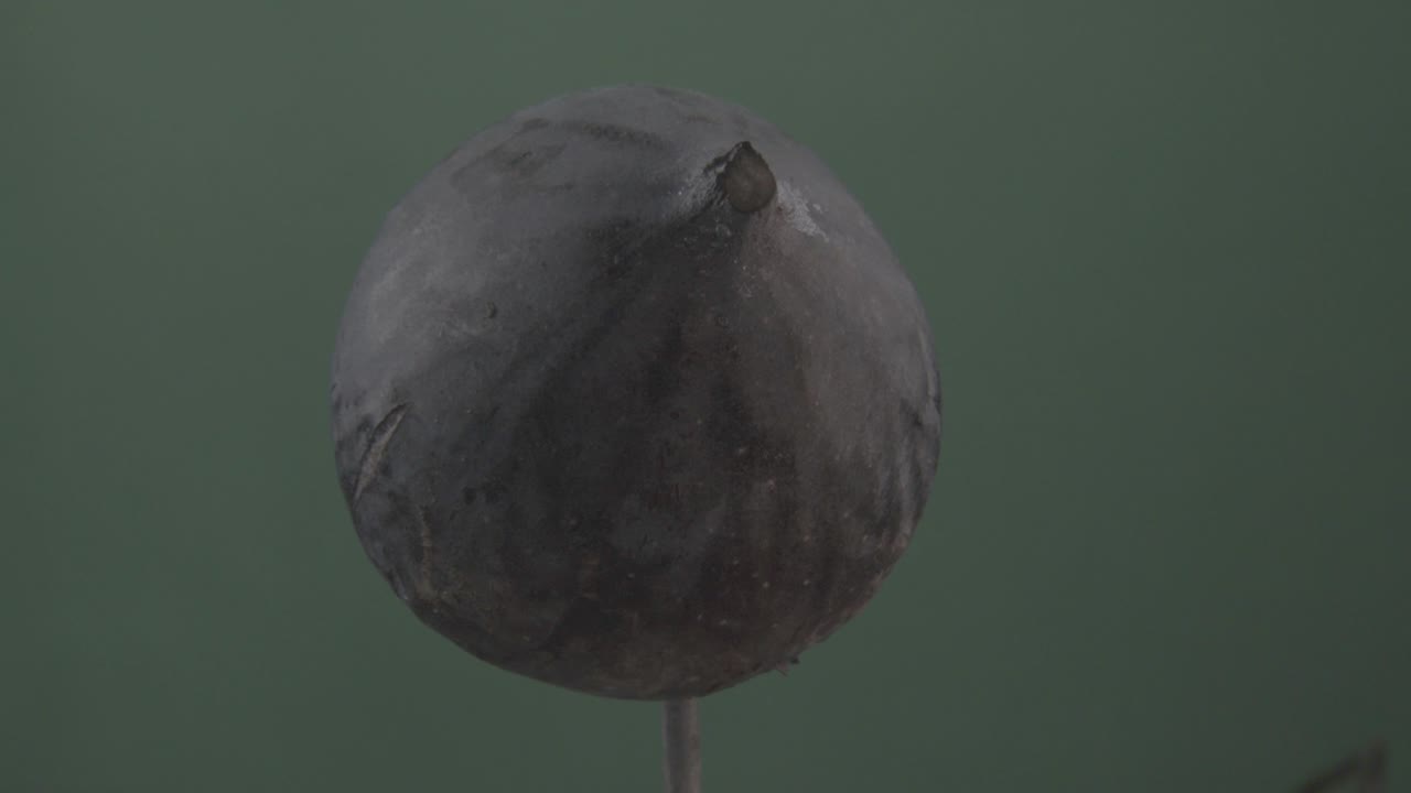 크로마 키를 위해 녹색 화면에 루프와 함께 회전하는 무화과