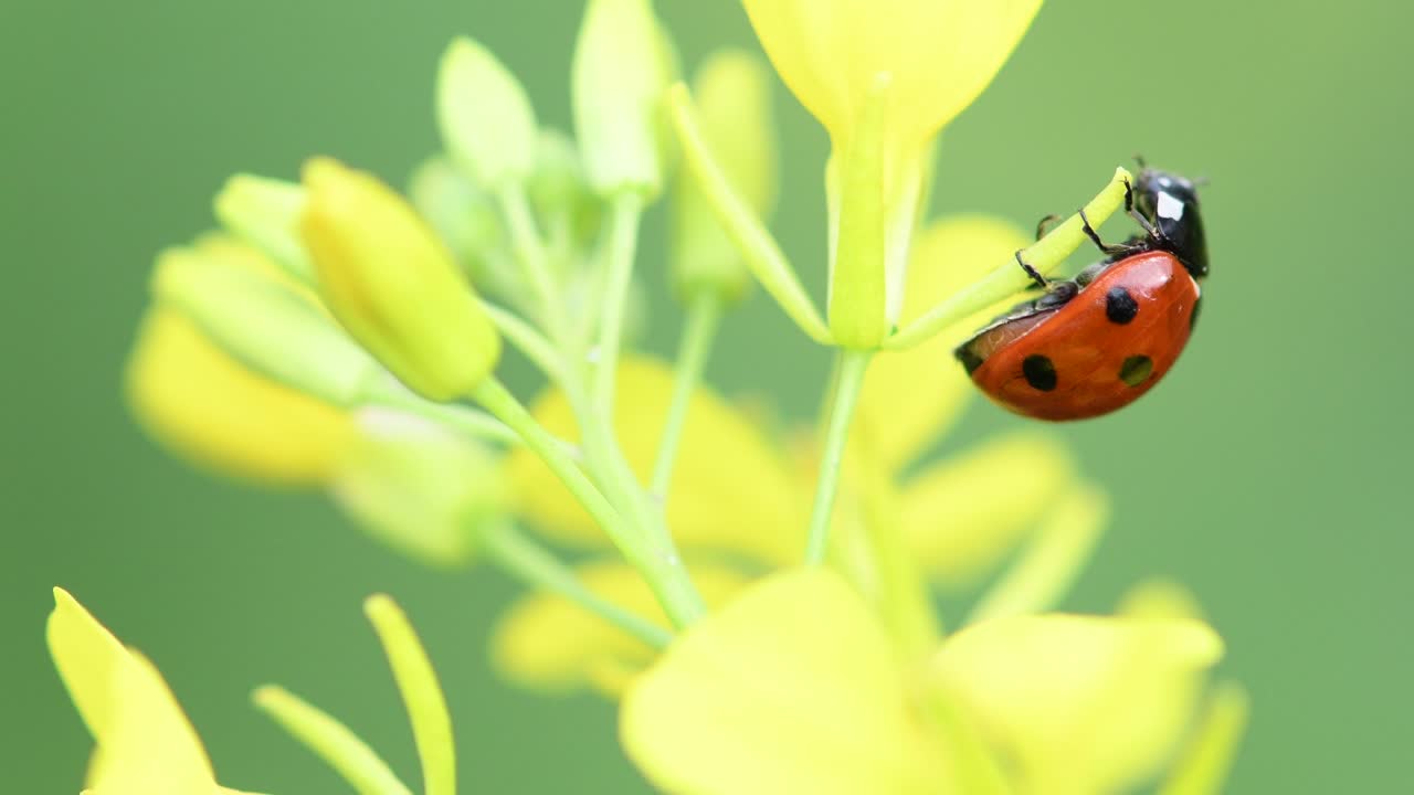Ladybug on canola flower in the morning 4k footage