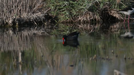 polla de agua vagando en el agua sucia del pantano para comer