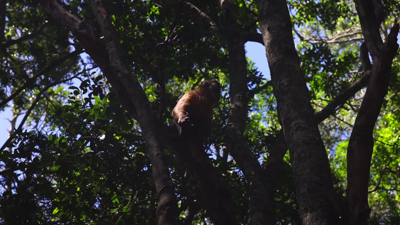 Monkey sitting up on tree. Low angle view of ape in tree crown. Animals in Safari park, South Africa