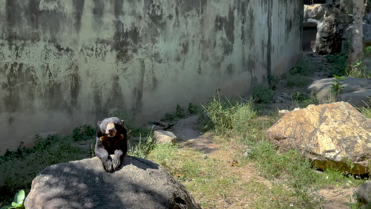 이 나타나 자연 서식지를 탐험합니다.