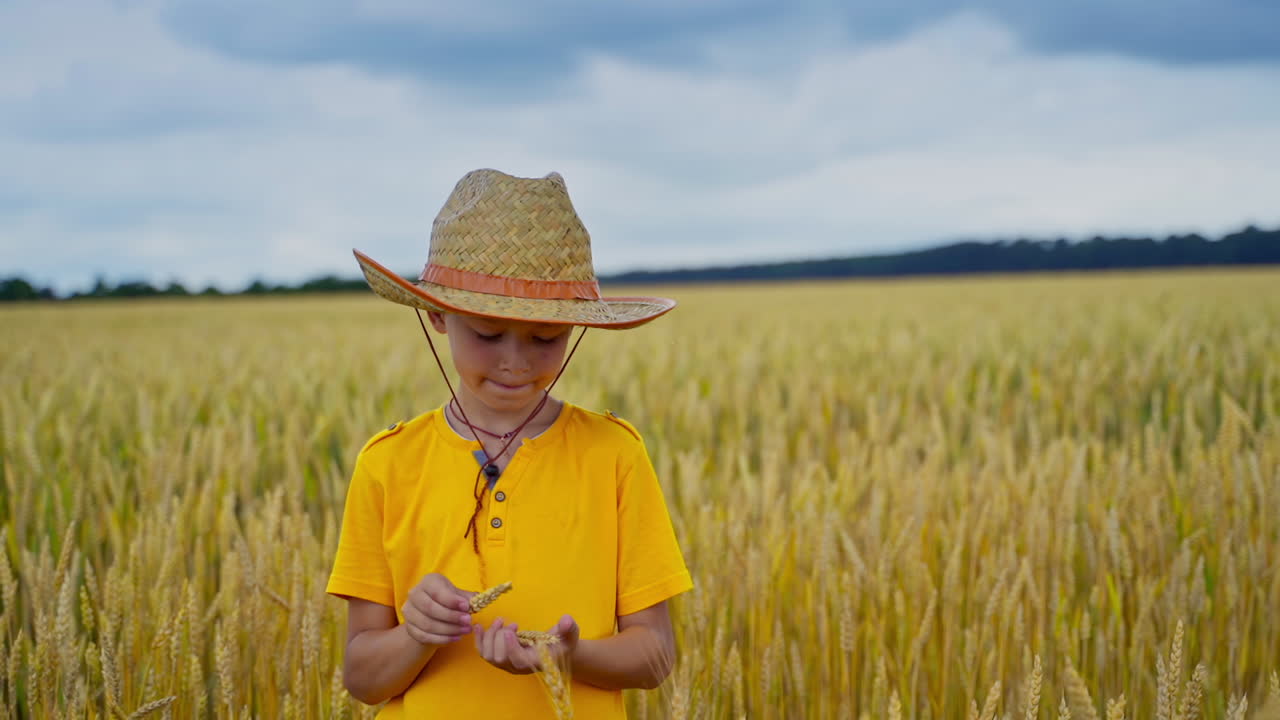 Cute kid among rural nature. Little Boy in straw hat and yellow t-shirt standing on agriculture field and breaking spikelets.