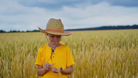 cute kid among rural nature. little boy in straw hat and yellow t-shirt standing on agriculture field and breaking spikelets.