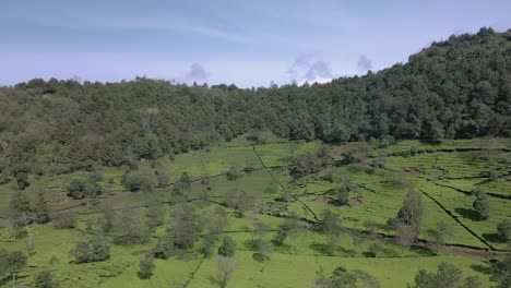 Vista-Aérea-De-La-Plantación-De-Té-Con-Bosque-Al-Fondo