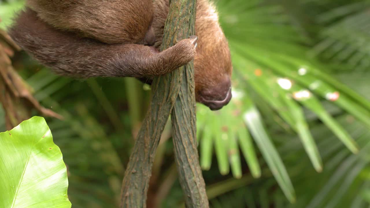 Primo piano di un bradipo marrone che si muove lentamente lungo i rami in una lussureggiante foresta pluviale tropicale