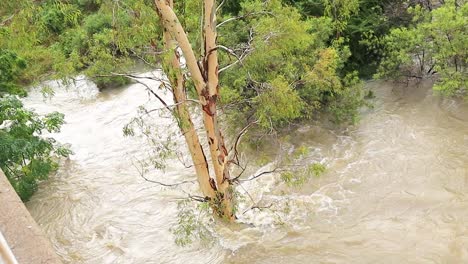 árboles en un río desbordado