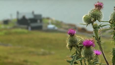 a shot pulling focus from a farm house to some thistles near the village of hushinish