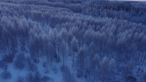 Boreal-seasonal-forests-covered-with-frost-in-early-morning-light-aerial-view