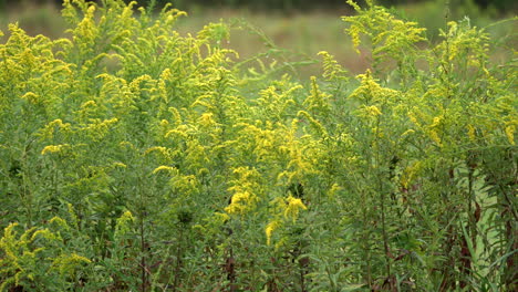 A-panning-view-of-a-yellow-field-of-goldenrods-in-the-autumn-season