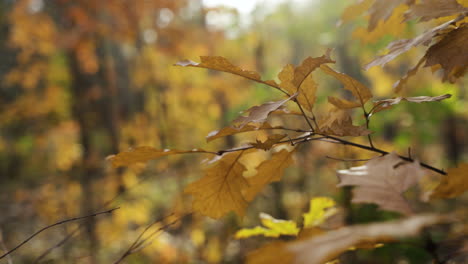 hojas amarillas en el bosque