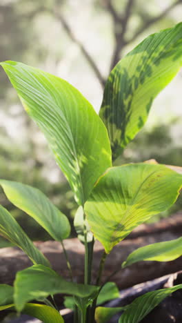 close-up of lush green tropical plant leaves