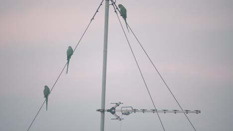 un hermoso primer plano de pájaros loros verdes sentados y volando desde una torre de antena, tel aviv israel, lente tele zoom, video sony 4k