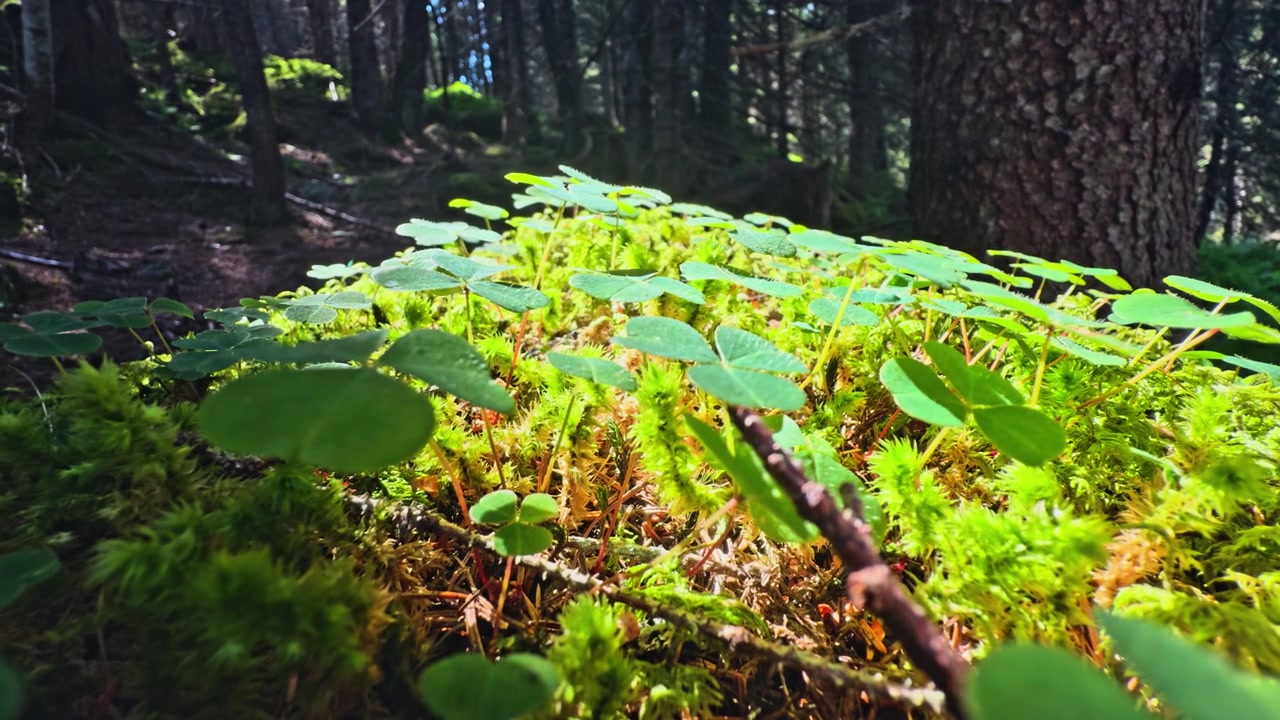 Sollys som siler gjennom en tett barskog, og lyser opp frodig grønn mose og kløver. Vakker undervekst i en fjellskog.