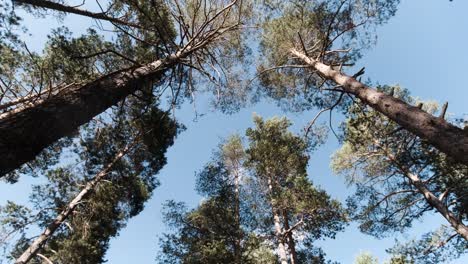 Pinos y cielo azul
