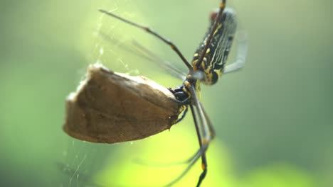 Die-Spinne-Sitzt-In-Ihrem-Netz,-Um-Ihre-Beute-Zu-Fangen