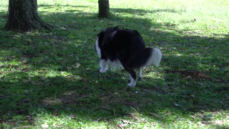 un perro feliz tiene que salir a caminar todos los días con su dueño y disfrutar de la hierba y el sol en un descanso en un parque