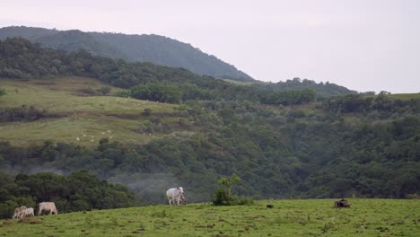 vaca caminando en el pasto lluvioso