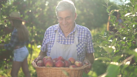 senior man holding basket of freshly picked apples in a sunny orchard