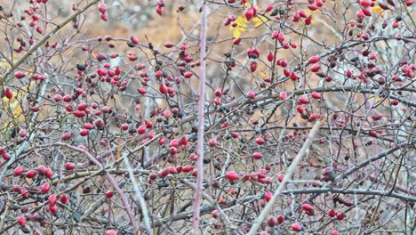 bayas de rosa en el arbusto en otoño