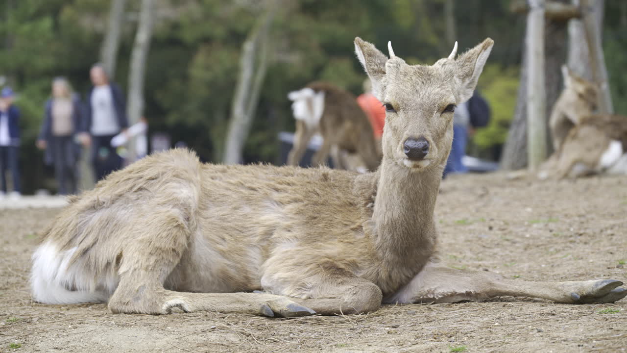 A deer is lying down on the ground in a park while visitors walk around, enjoying the sunny weather and the natural surroundings. Nara Park, Japan