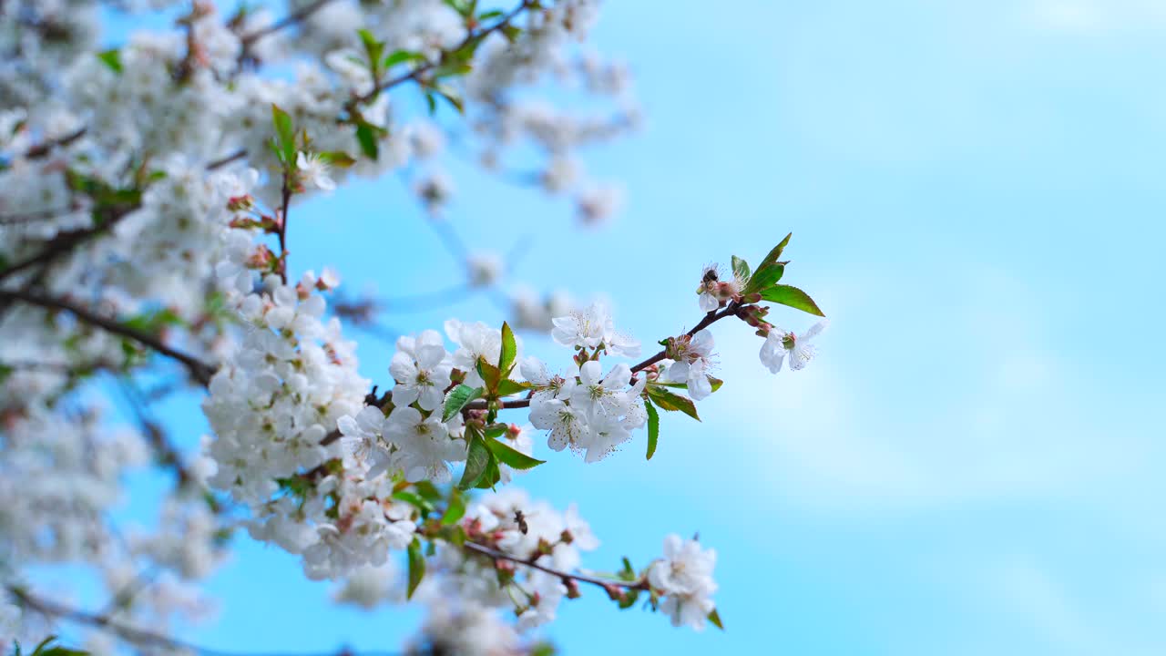 Beautiful nature in spring. Blossoming branch of fruit tree on clear sky background. Bees collecting pollen from blooming branch