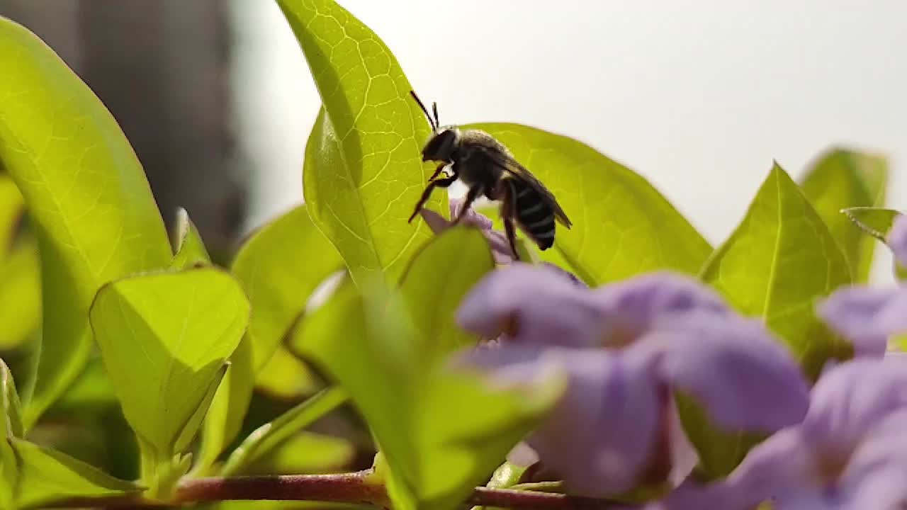 Small blue and black bee taking off from a clump of bright green leaves and purple flowers slow motion