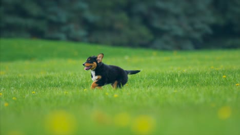 lindo cachorro corriendo y jugando al perro bebé 4k