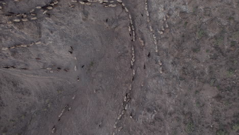 Nice-aerial-shot-with-a-zenithal-view-on-a-flock-of-sheep-and-goats-running-and-during-the-sunset