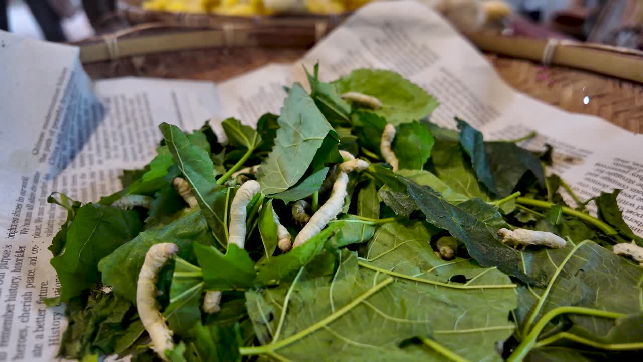 A close up shows silkworms eating fresh green mulberry leaves on newspaper