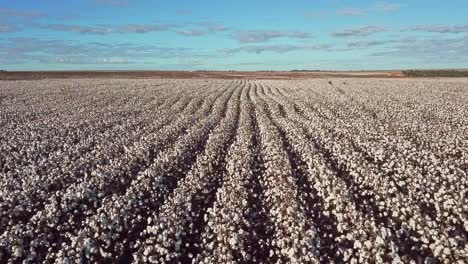 un avión no tripulado de bajo vuelo rápido disparó sobre filas de plantas de algodón fresco en un campo de agricultores