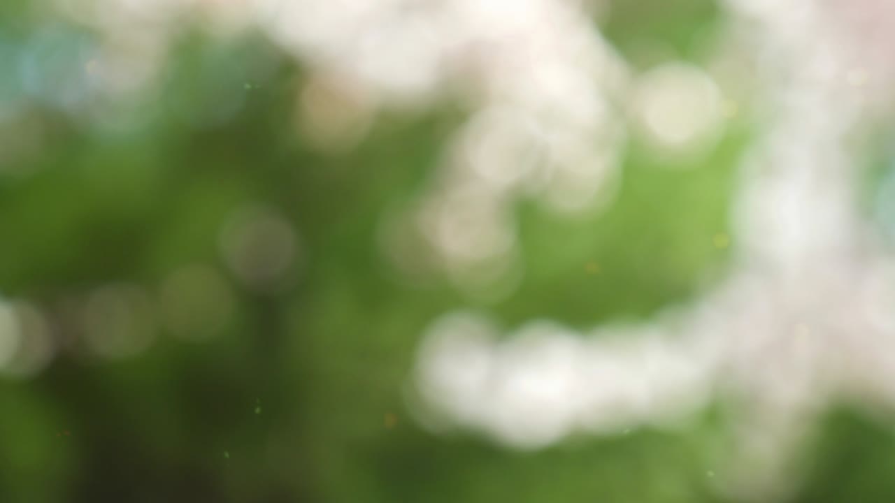 추상적인 숲 보케 모션 배경