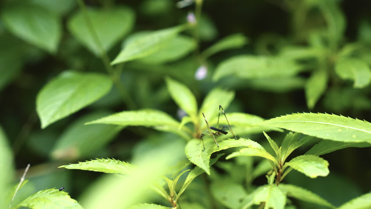 un insecto extraño caminando lentamente por una hoja de arbusto.
