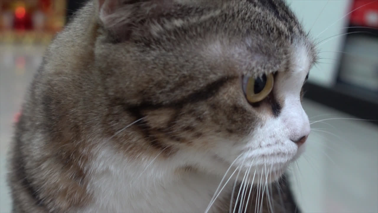 집에서 귀여운 회색과 흰색 고양이