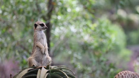 meerkat standing alert on a branch, observing surroundings